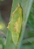 Pieris rapae